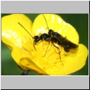 Cephidae sp - Halmwespe 02a Paarung.jpg